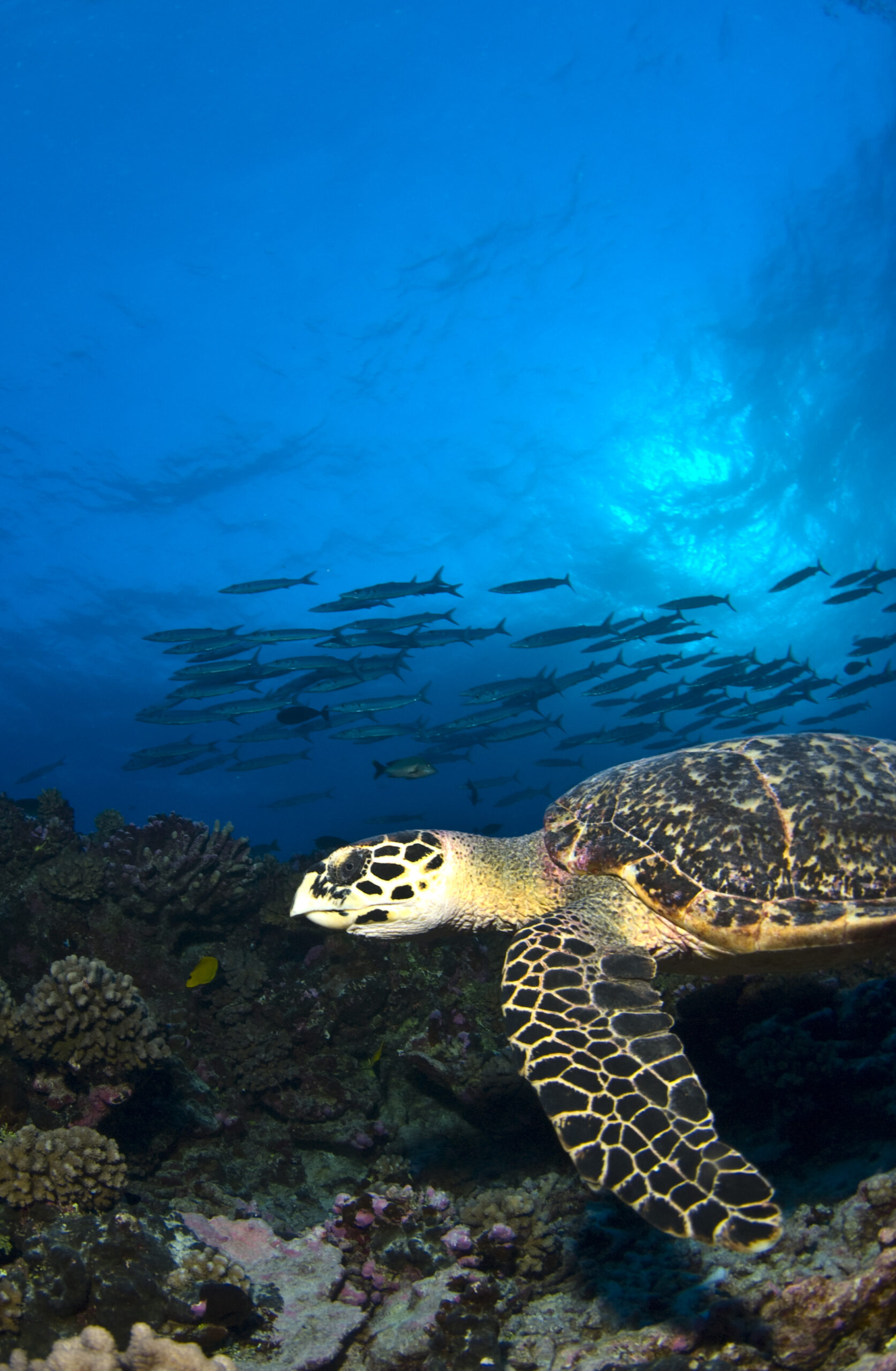 66DF072B-4E66-4AAC-BAC1-A46A93891B29