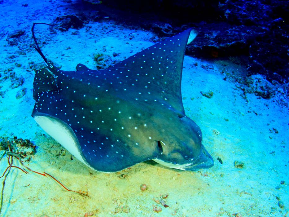 Belize-Snorkel-Trail-7