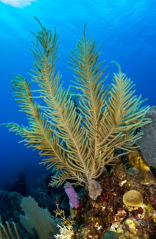 Belize-Snorkeling-Trail-1