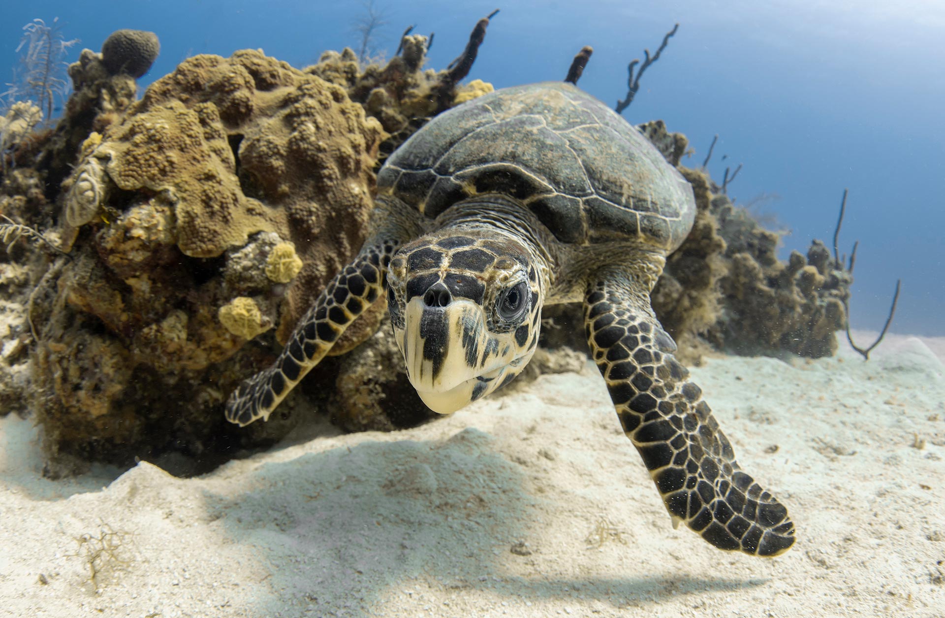 Conservation-Contributors