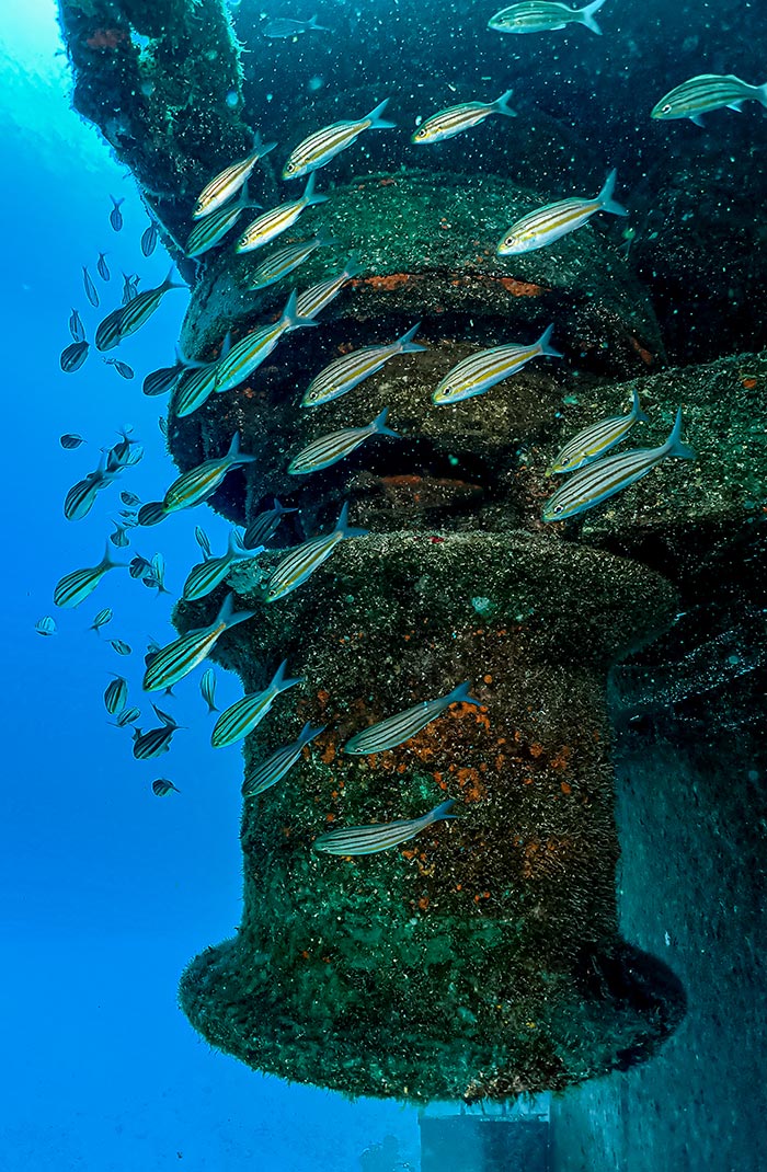 THE-WIT_Copyright-John-Romero-Delonie-Forman