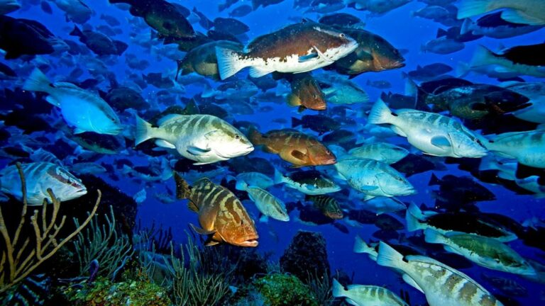 The-importance-of-protecting-spawning-aggregation-sites