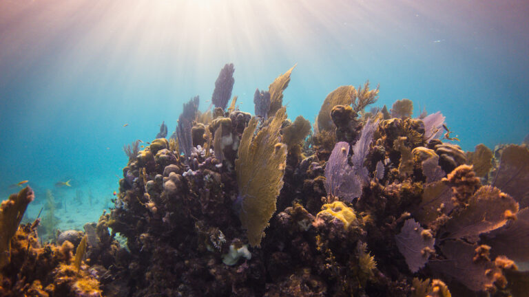 Copy of Underwater_TASA_DuarteDellarole-85