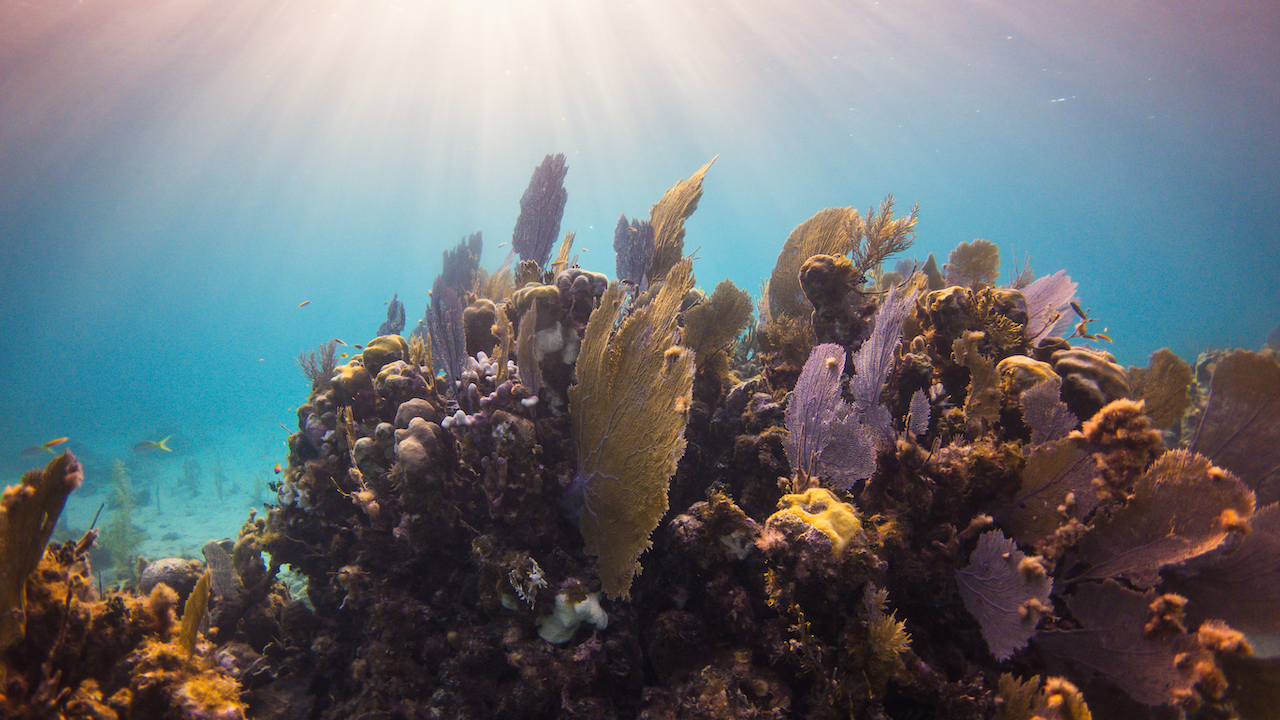 Copy of Underwater_TASA_DuarteDellarole-85